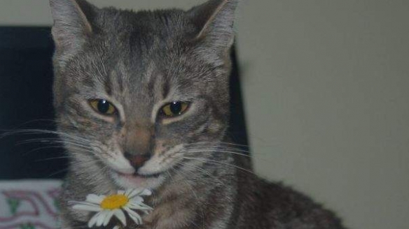 網友分享喵星人微笑練習 得意 治癒 還是無法言喻？