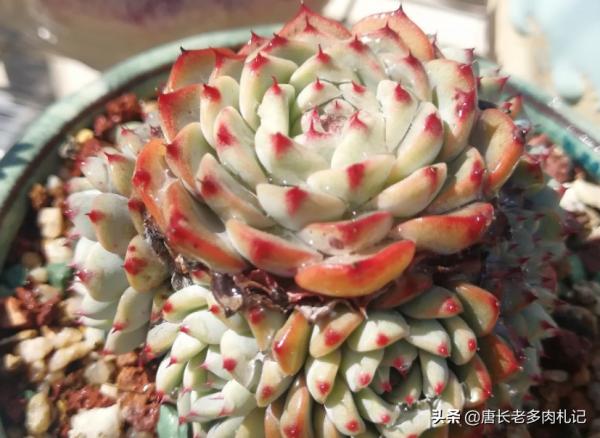 這6種水不能用來澆多肉，否則要麼盆土板結，要麼多肉會直接掛掉