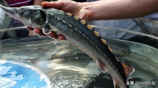 國內釣到這些“牢底坐穿魚”，務必放生，每年都有人誤釣它們被抓