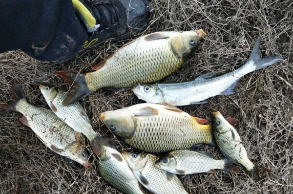 冬釣小水面水域,做到這幾點,漁獲至少多十條 冬釣小水面水域,做到這幾點,漁獲至少多十條