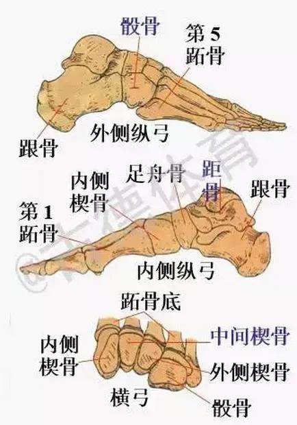 深蹲—足部對深蹲的影響續 深蹲—足部對深蹲的影響續
