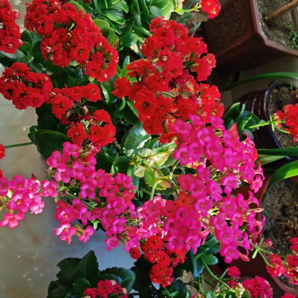 看看我家的長壽花，開爆盆了