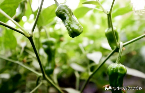 為什麼很多地方名吃，離開了當地，離開了原產地，它的味道就變了