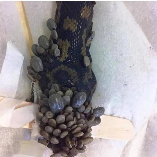 動物界奇異瞬間抓拍，從未見過這麼讓人驚歎的絕妙瞬間，大開眼界