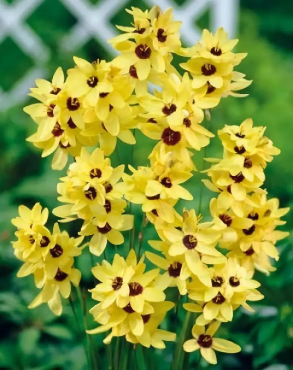 球根種植正當時，這4款稀有球根植物，多年生、復花性