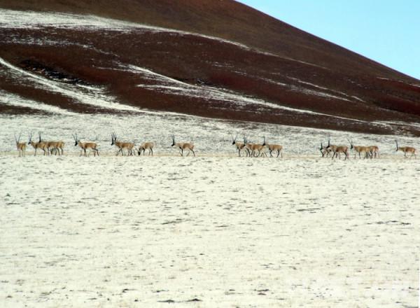 雪神之花·老牧人講的故事 雪神之花·老牧人講的故事