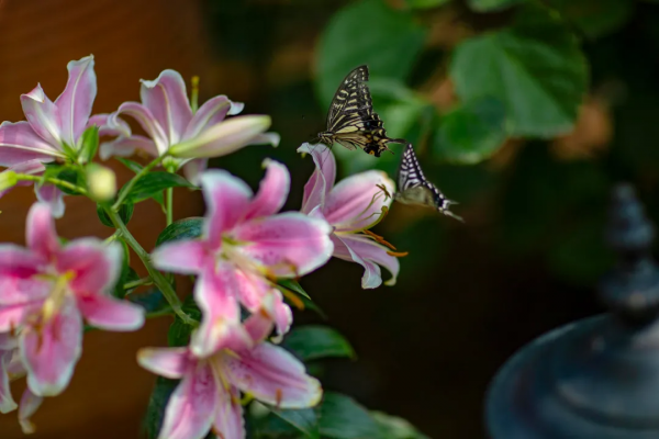 東北花友走遍歐洲著名花園,回國後建了座四季有花的北方花園 東北花友走遍歐洲著名花園,回國後建了座四季有花的北方花園