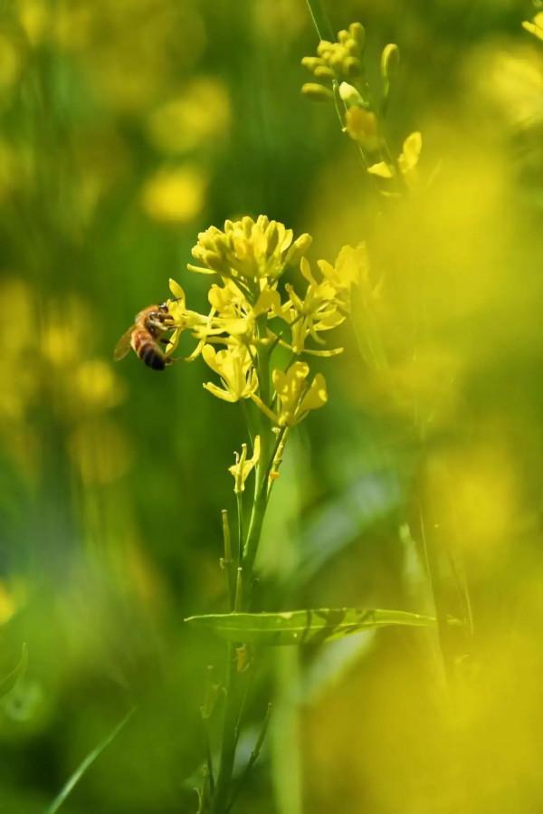 陌上油菜花開，約會西翥一段春