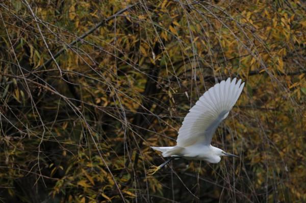 校園裡的鳥 校園裡的鳥