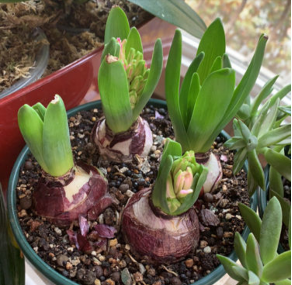 1種花就是“活香水”，一個“洋蔥頭”放水裡，開花滿屋飄香