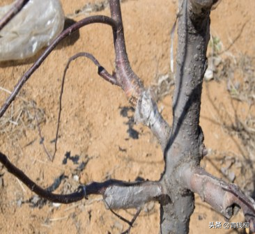 蘋果樹如何利用各類嫁接技術“改頭換面” 蘋果樹如何利用各類嫁接技術“改頭換面”