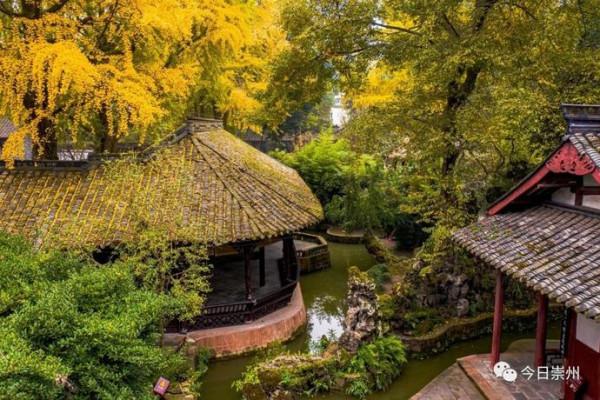 滿城銀杏黃！金燦燦的城區觀賞圖鑑來了