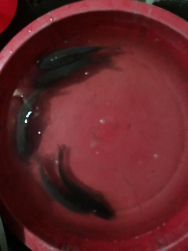 可遇不可求的土鯽魚，看著就覺得舒服