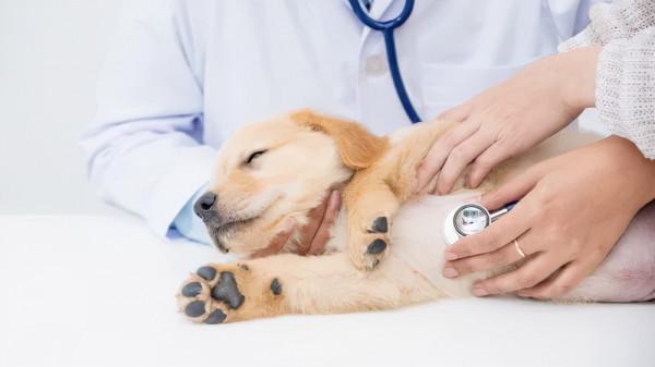 狗狗面板出現潰爛,是什麼原因引起? 狗狗面板出現潰爛,是什麼原因引起?