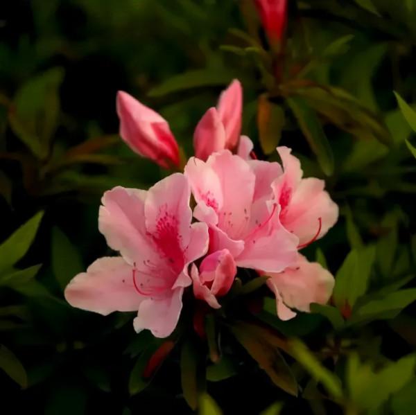 十大名花 十首詩，驚豔千年！第六篇，繁花似錦——杜鵑