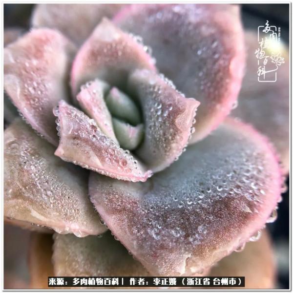 我的多肉，我的小世界