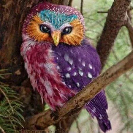 鳥的世界 鳥的天堂