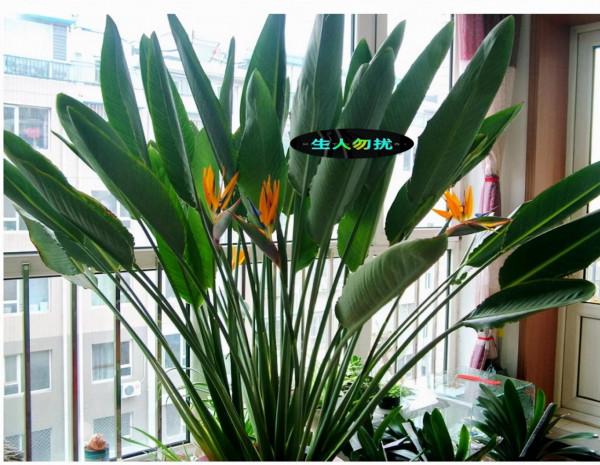 室內想養&OpenCurlyDoubleQuote;大盆&rdquo;鎮宅花，建議從這10種裡面選，聽名字就很霸氣