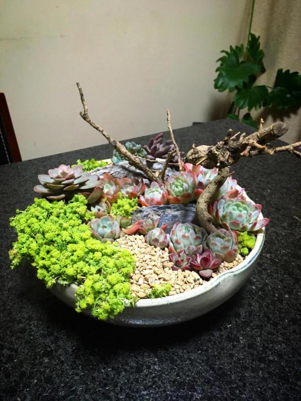 開啟侷限製造不同玩法——多肉也可以成為一片景