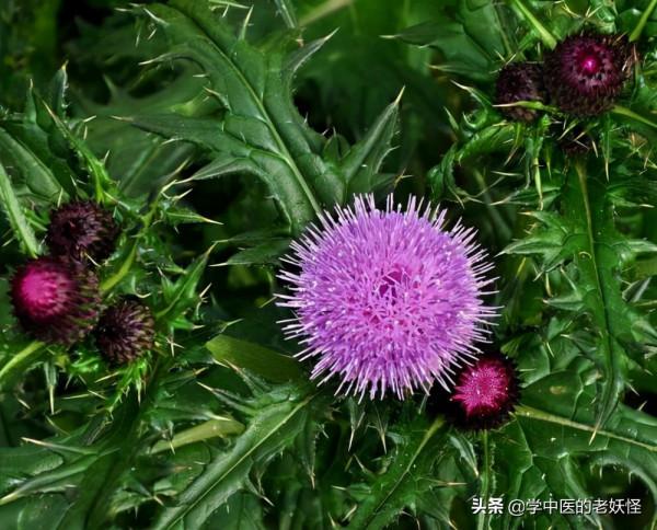 每天學習一味中藥——大薊