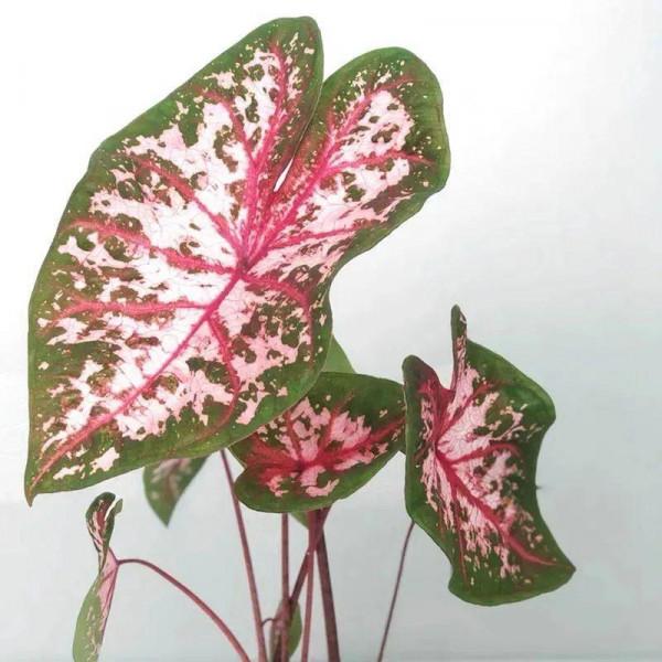 1種綠植特上檔次，葉子五彩斑斕，像打翻了調色盤