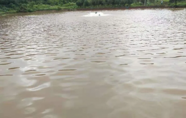 藻培不起來？針對不同水質下該如何正確培藻？六種方法，對症下藥