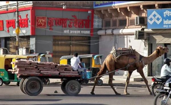 距離的偏見——“牛車”上的印度 距離的偏見——“牛車”上的印度