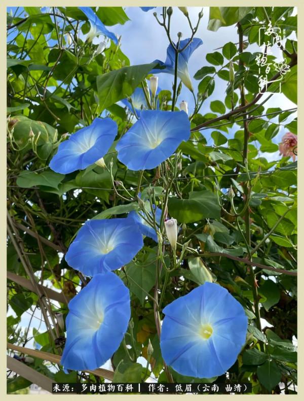 正是花好月圓時，再訪楊姐的屋頂花園