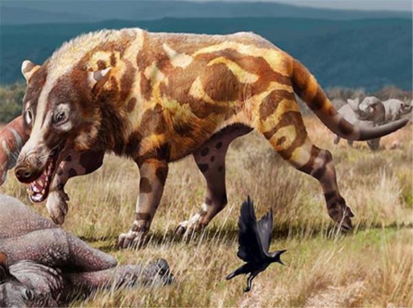 神農架相傳出現驢頭狼,吃農戶養的豬,揭秘:疑是“四不像”鬣羚 神農架相傳出現驢頭狼,吃農戶養的豬,揭秘:疑是“四不像”鬣羚