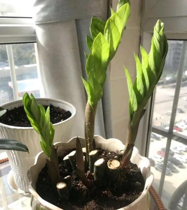 發財樹金錢樹黃葉子，這樣“搶救”，10天變綠葉，枝繁葉茂