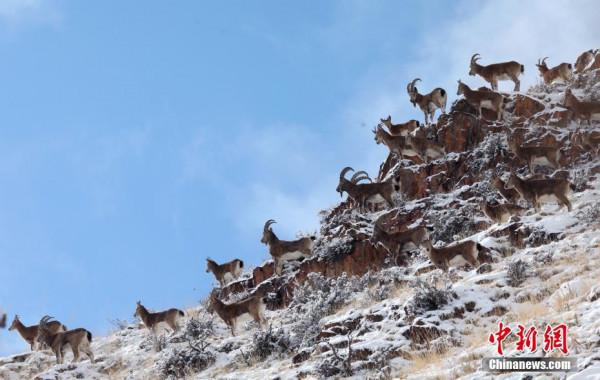 新疆博州：成群北山羊雪中覓食嬉戲