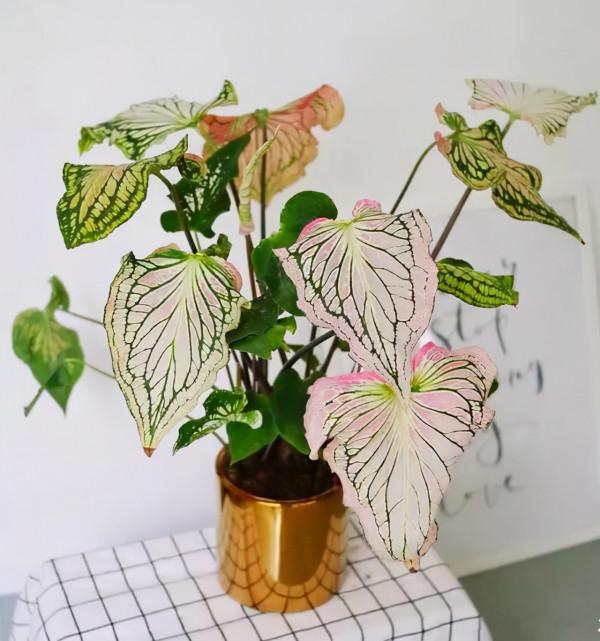 10種“喜陰花”，好養又漂亮，光線不好養一盆，北陽臺也能美美噠