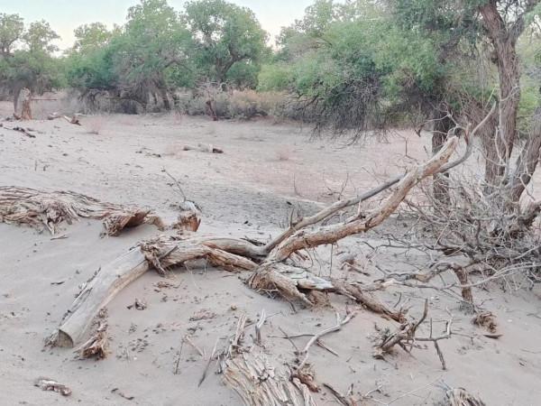 新疆遊記大漠胡楊林 新疆遊記大漠胡楊林