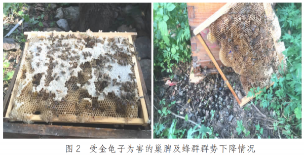 危害蜂群的又一兇手——金龜子，隱藏得很深，如何防治是關鍵