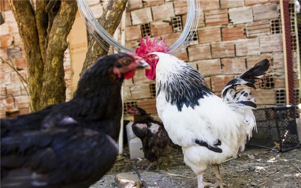 農村小成本養殖,有哪些專案可能實現年收入50萬以上?這幾種 農村小成本養殖,有哪些專案可能實現年收入50萬以上?這幾種