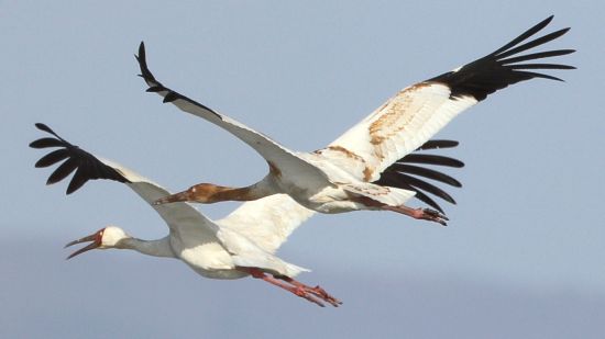 新疆兩種鳥，太美啦，還送子