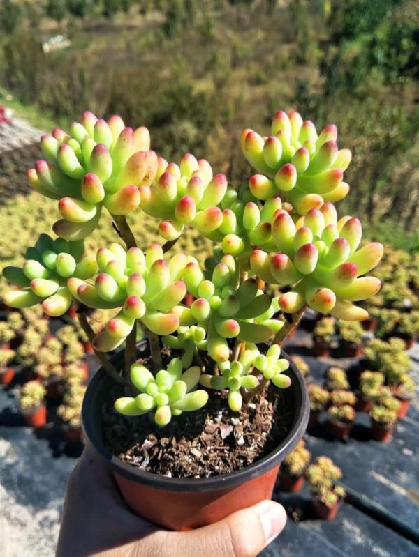 花友養多肉，都會遇到兩大“難”，簡單三步走，葉肥又鮮豔