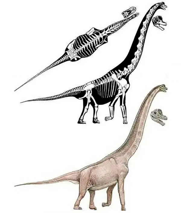 快來看科學家復原的霸王龍長啥樣？小掌心相對，甚至還有點兒可愛