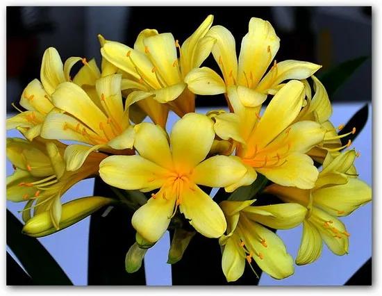 分享圖片：醉美君子蘭