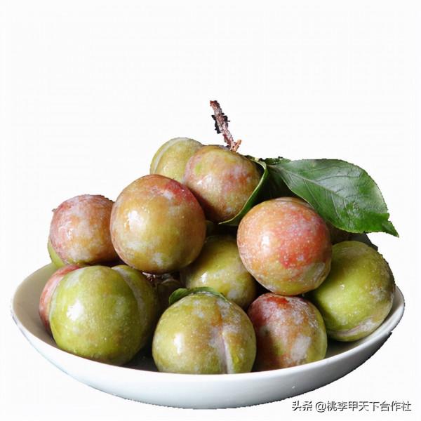 用什麼農藥可以提高李子樹苗的坐果率呢 用什麼農藥可以提高李子樹苗的坐果率呢