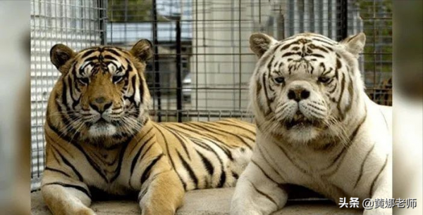 西洋人的“高階東方美”？很可能，是他們喜歡看你不太聰明的樣子