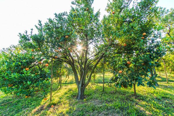 末日求生必備（沒什麼鳥用的知識）之能吃的植物篇1.2版（南方）