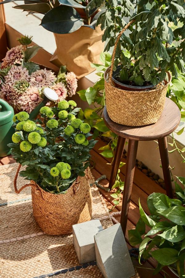 巴掌大的陽臺也能做花園?這戶人家真會玩 巴掌大的陽臺也能做花園?這戶人家真會玩