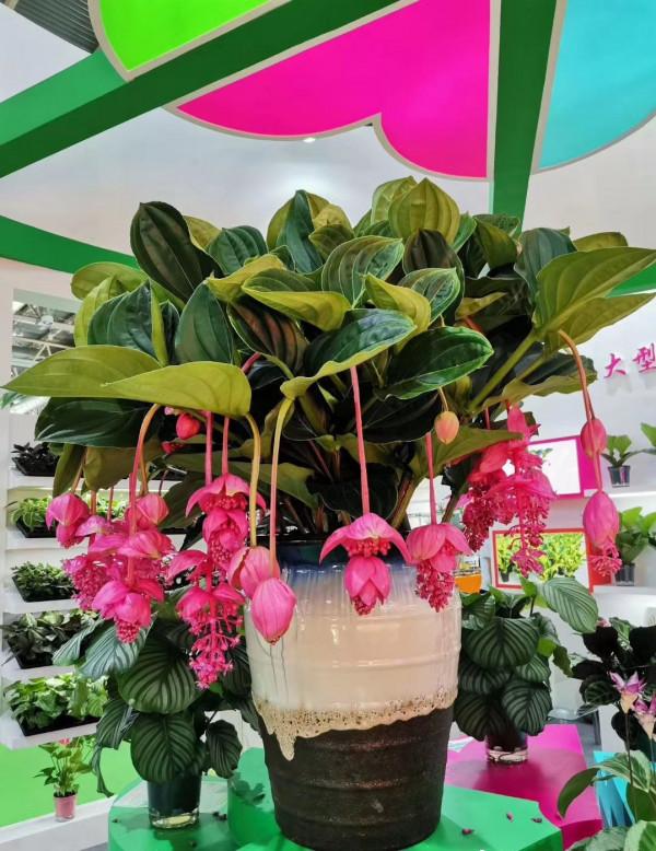 5種流行“網紅花”，謹慎入手，買著“真貴”，養起來太難