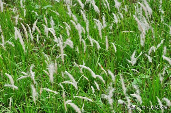 讓農民頭痛的茅草，它的根有甜味，還是一味中藥，有三大功效