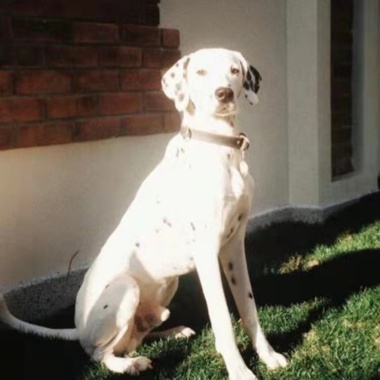 狗狗界的“拽哥”,被公認為最優雅的斑點狗,怎麼那麼少人飼養? 狗狗界的“拽哥”,被公認為最優雅的斑點狗,怎麼那麼少人飼養?