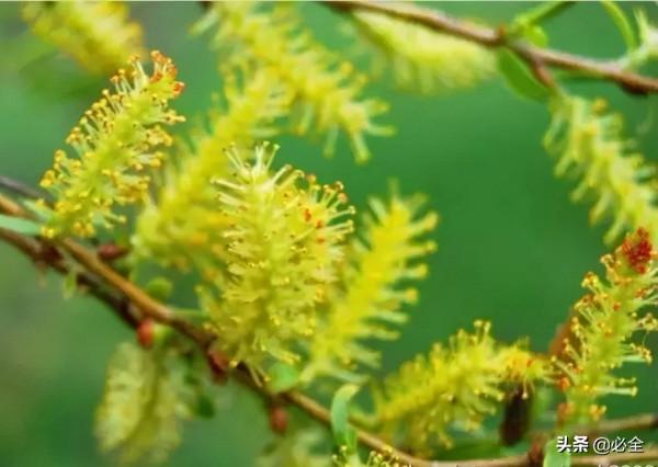 18種常見的先花後葉植物集錦 18種常見的先花後葉植物集錦