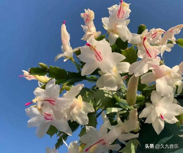 分享——美麗動人的蟹爪蘭