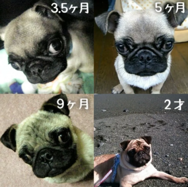 狗子小時候長得很成熟，15歲後卻逆生長……滿臉都是膠原蛋白