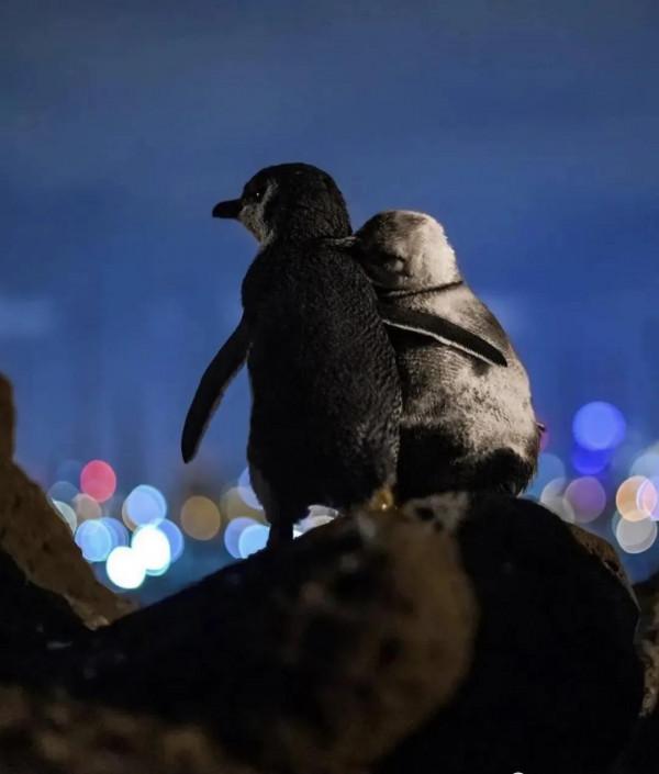 兩隻藍色的小企鵝